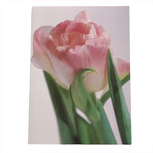 BC18 en tulipan